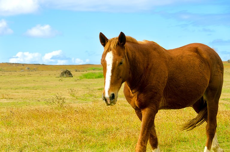 easter_island_n_beautiful_horse.jpg