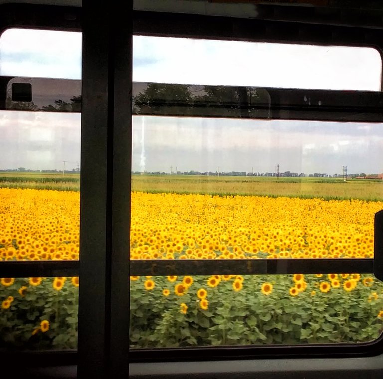 sunflower view.jpg