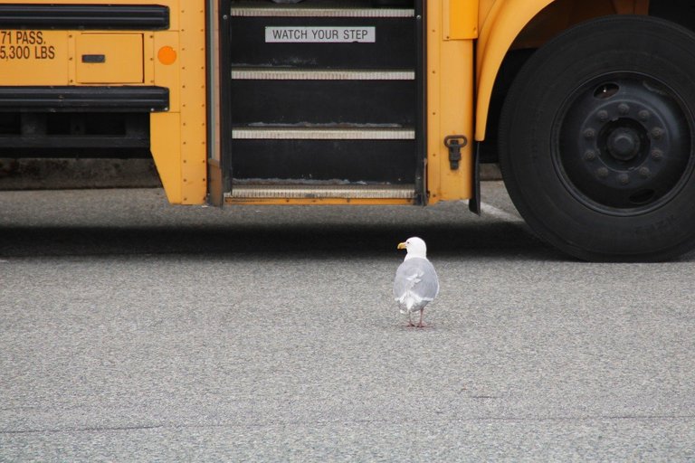 seagull4355964_1280.jpg