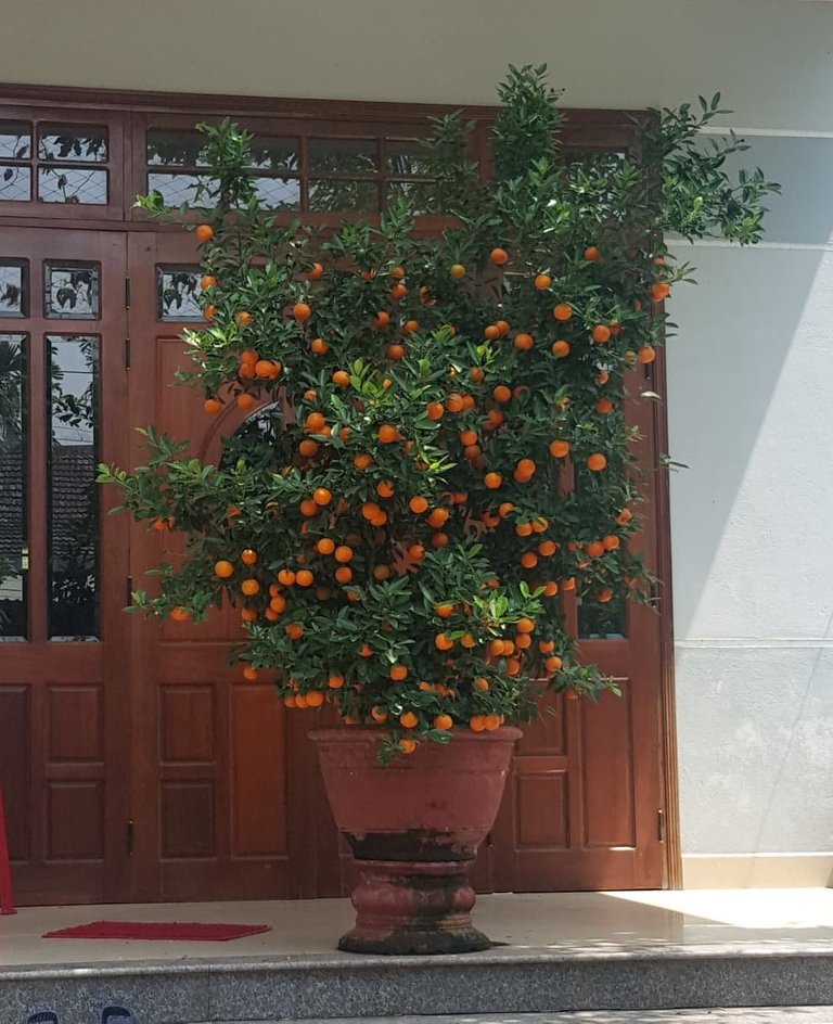 Kumquat2.jpg