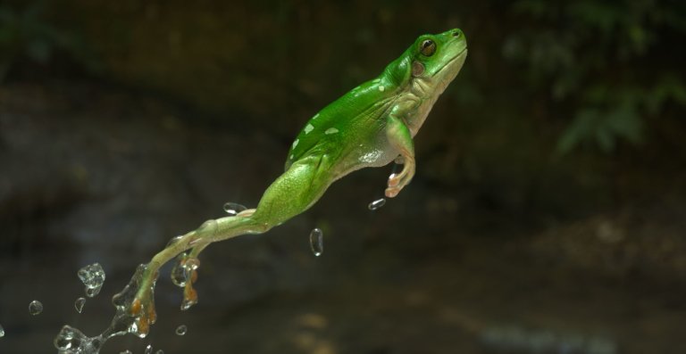 LeapingFrog.jpg