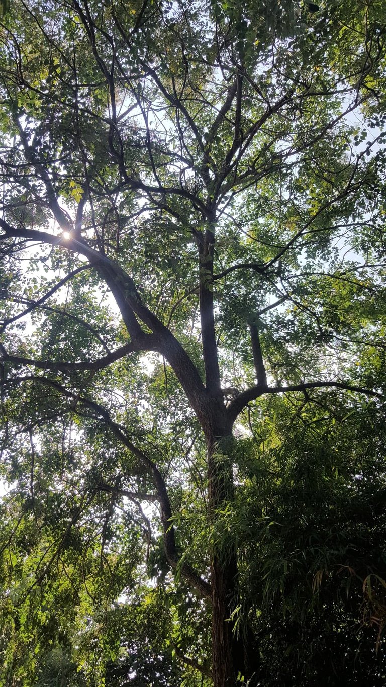 Indian Cork Tree 2.jpg