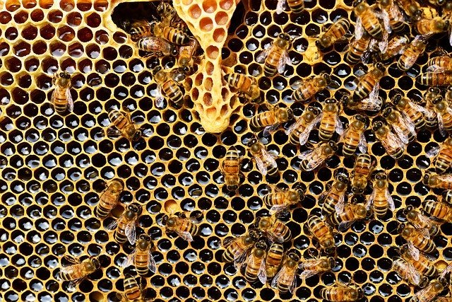 Source: https://pixabay.com/photos/beehive-bees-honeycomb-honey-bee-337695/