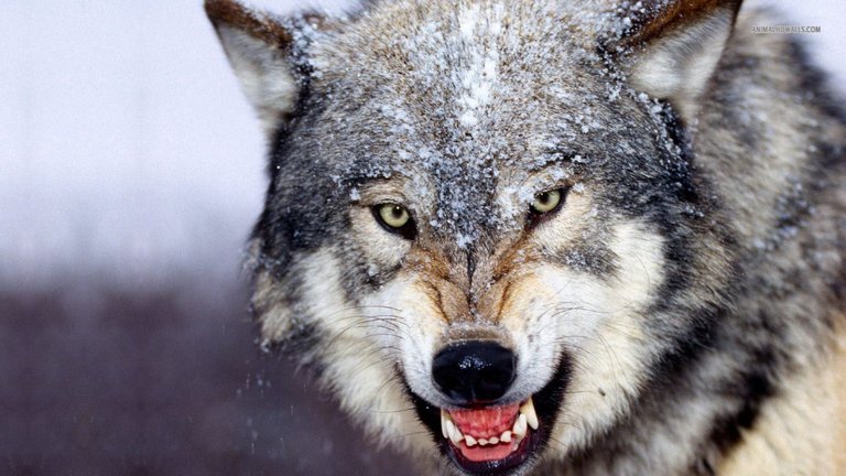 wolf wallpaper.jpg