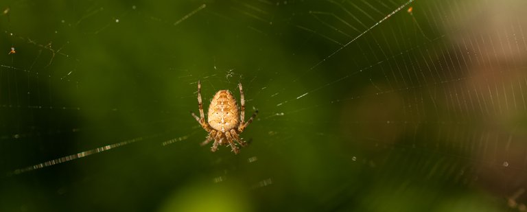 spider1.jpg