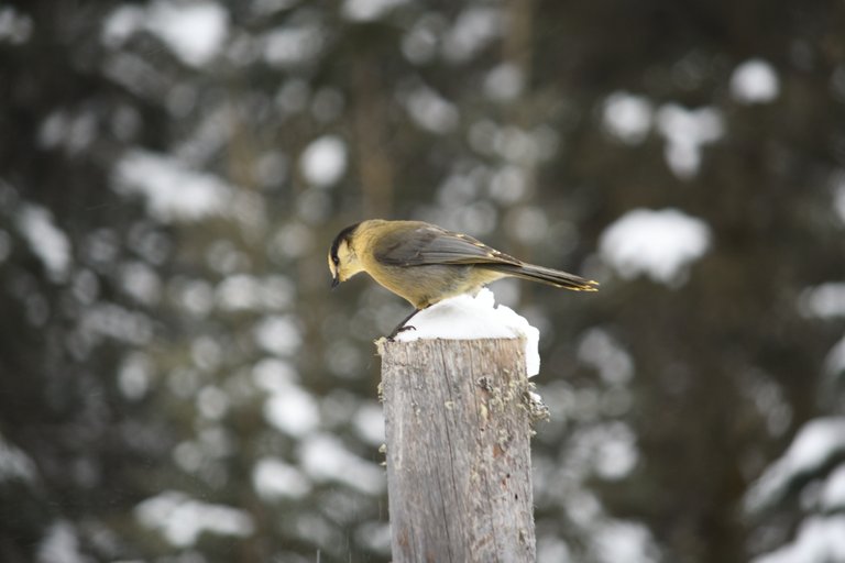 DSC_9240 1 bird left look resized.jpg