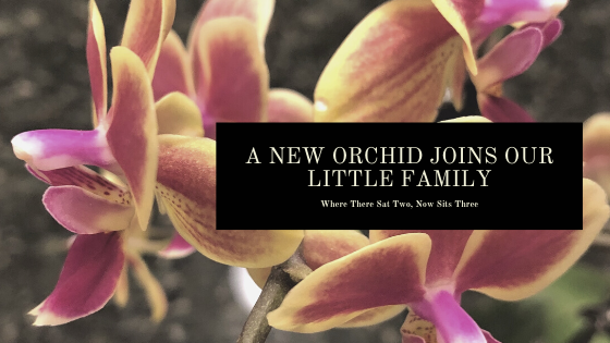 A NEW ORCHID JOINS OUR LITTLE FAMILY.png