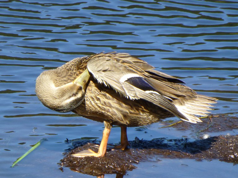 P1000088canard sauvage.JPG