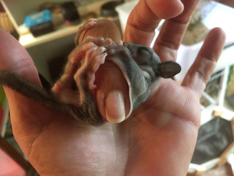 baby sugar glider.jpg