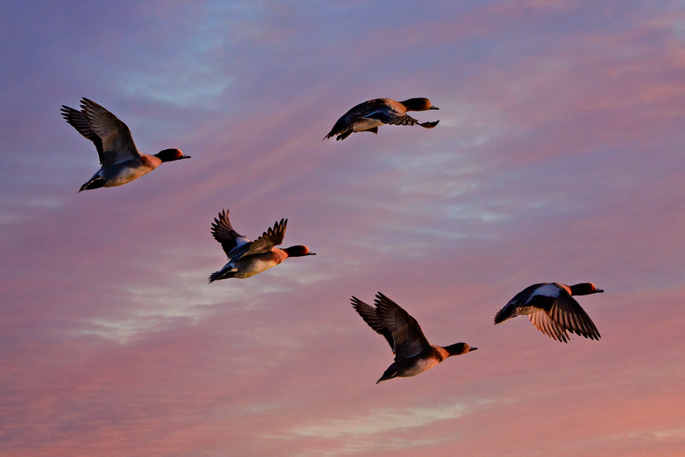 eurasianwigeon4914971_1920.jpg