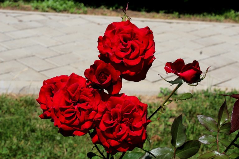 IMG_9421.jpg