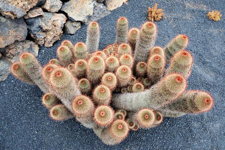 cactusgettyimages1073661068.jpg