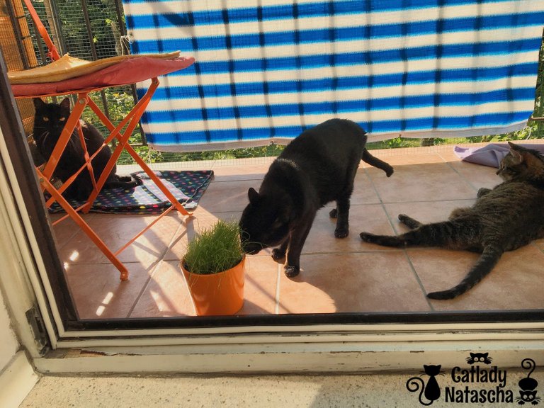 Cats_on_the_Balcony_with_grass.jpg