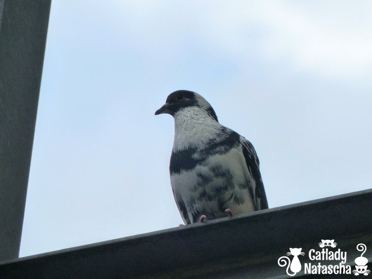 20190714_pigeons_001.jpg