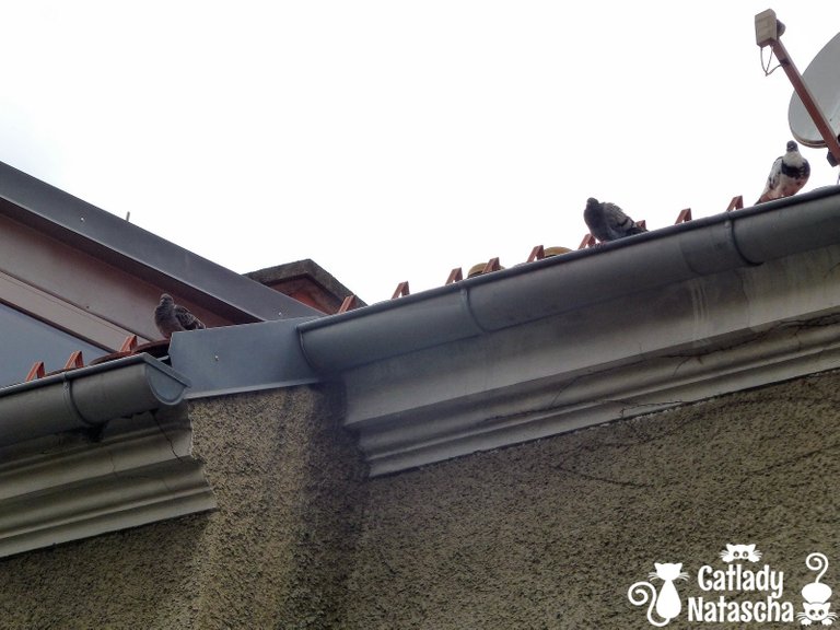 20190714_pigeons_005.jpg