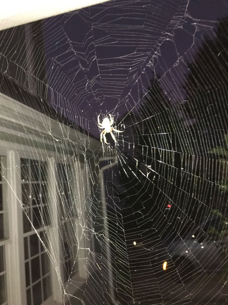 Major spiderweb.jpg