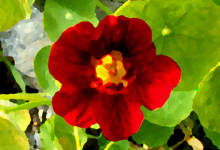 CT0228Nasturtium190826b.jpg