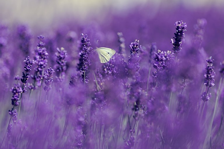 lavendel bearbeitet.jpg