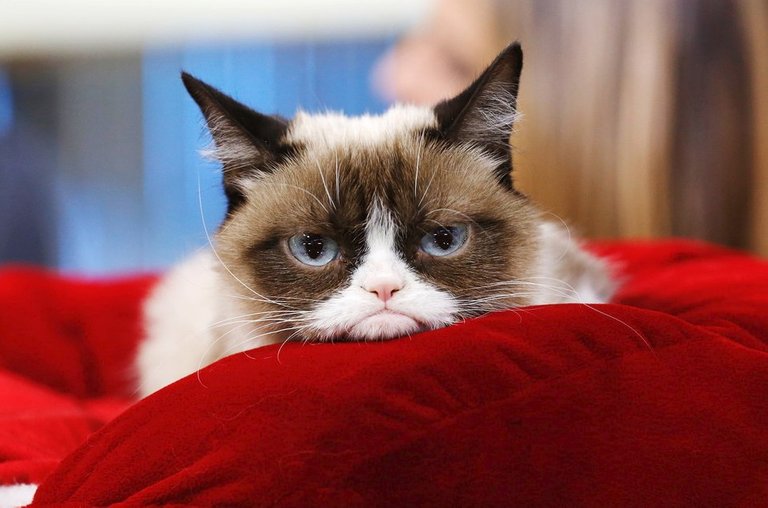 CC0230GrumpyCat.jpg