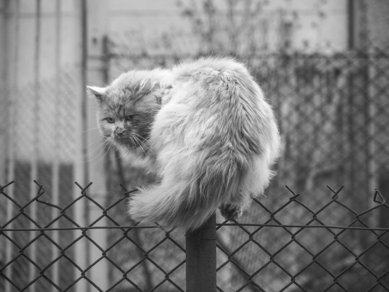 котяра.jpg