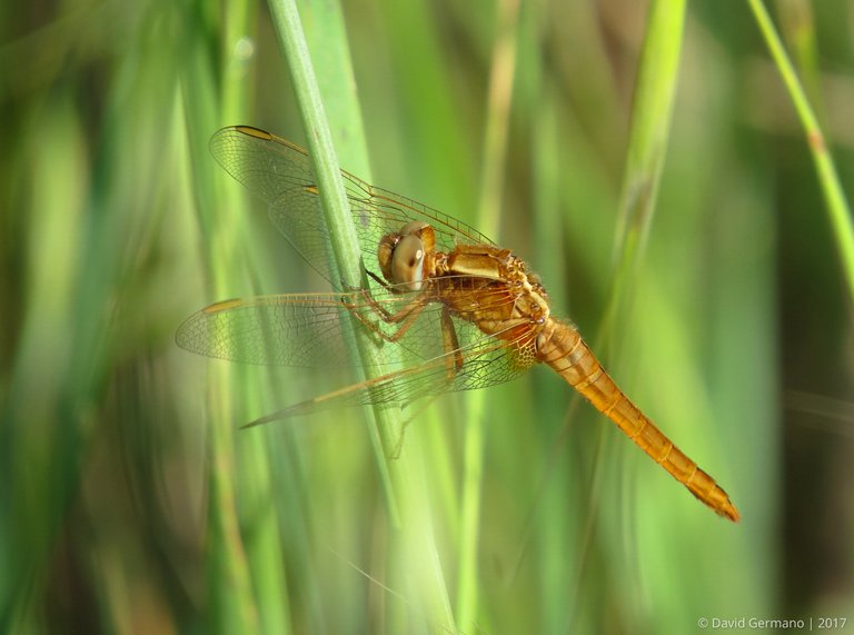 Crocothemis erythraea.jpg