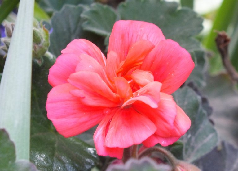 0640Geranium.jpg