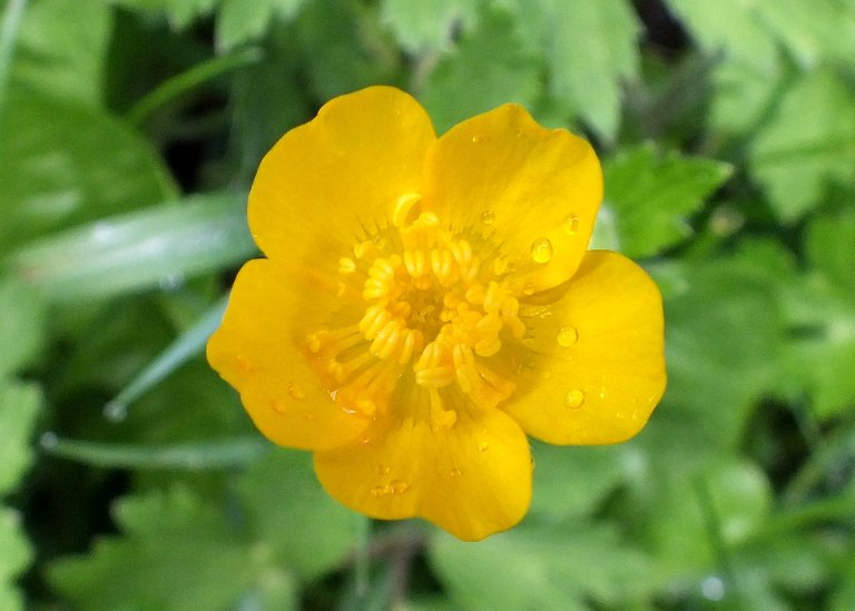 0627Buttercup.jpg