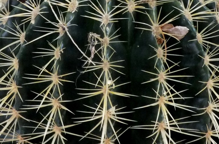 0908Cactus.jpg