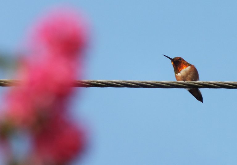 0971Hummingbird.jpg