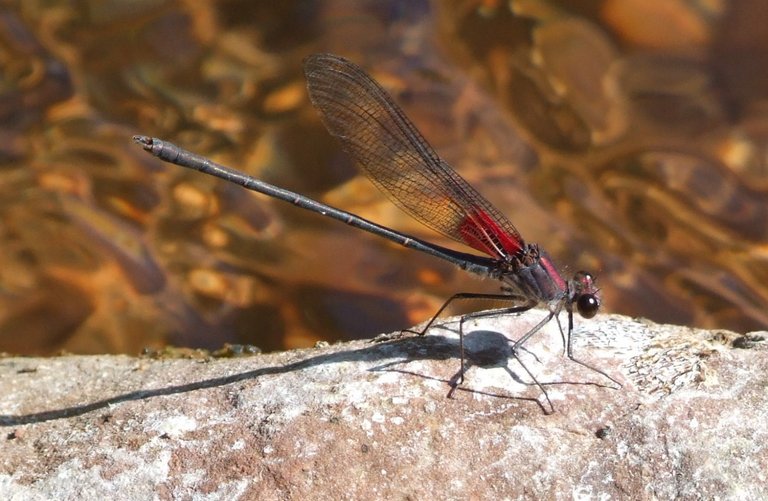 0634Damselfly.jpg