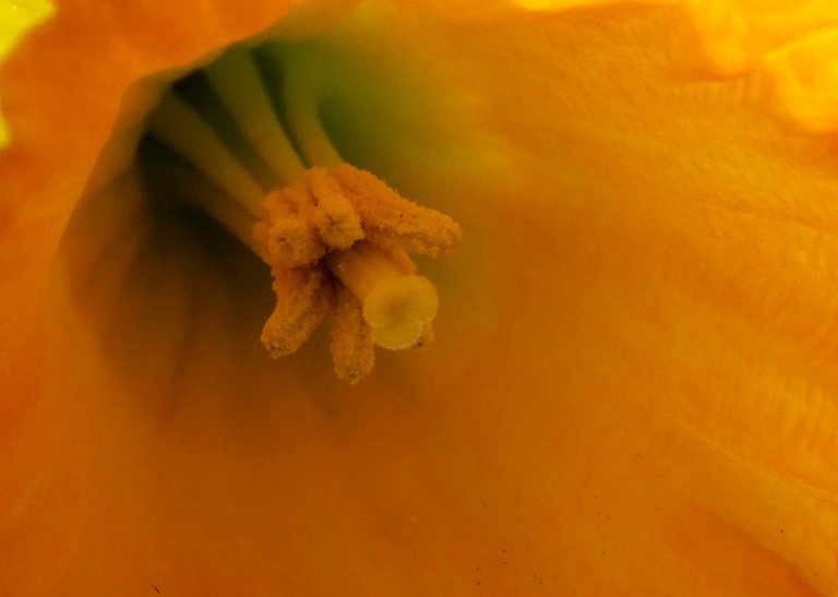 0970Daffodil.jpg