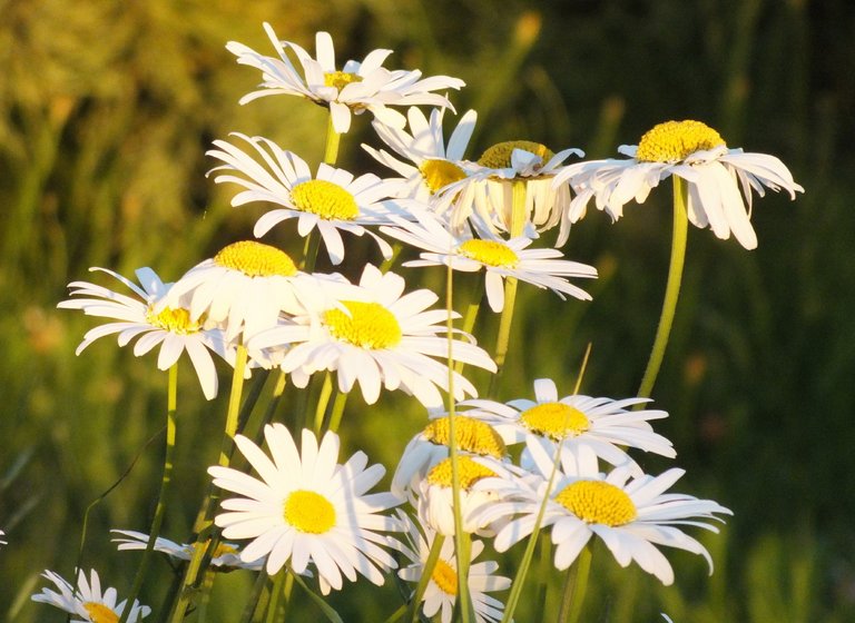 0716Daisies.jpg