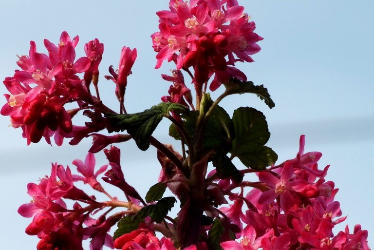 0971Salmonberry.jpg