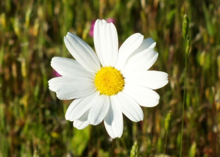 1084Daisy.jpg