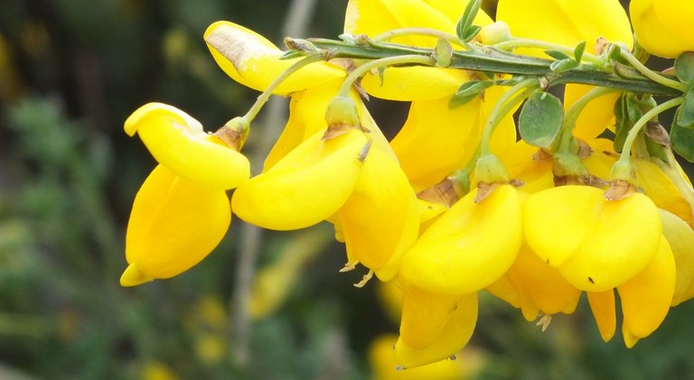 0985ScotchBroom.jpg