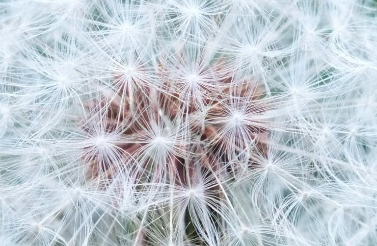 0736Dandelion.jpg