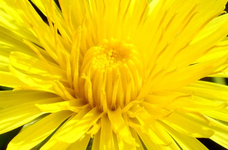 0990Dandelion.jpg