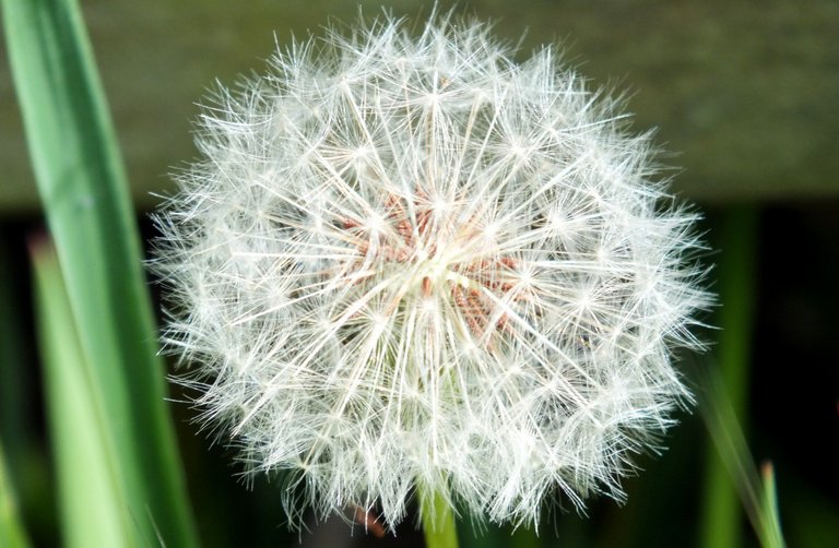 1009Dandelion.jpg