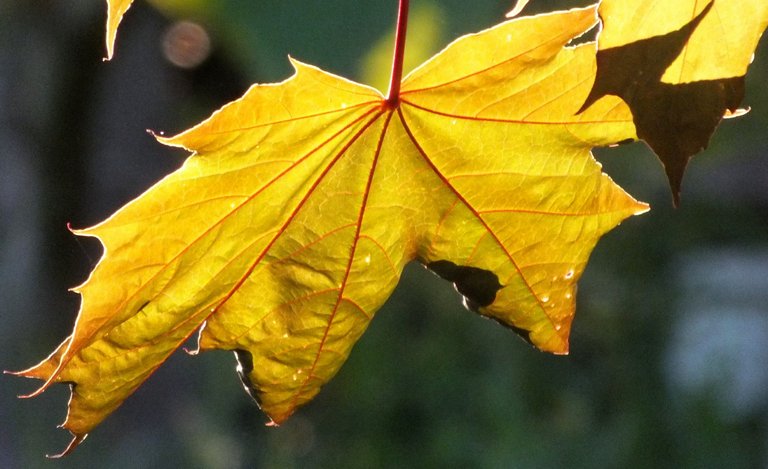 0804Leaf.jpg