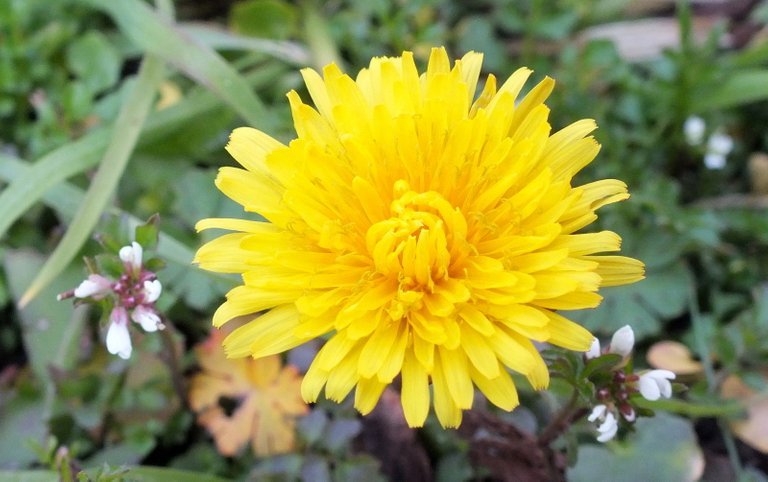 1221Dandelion.jpg