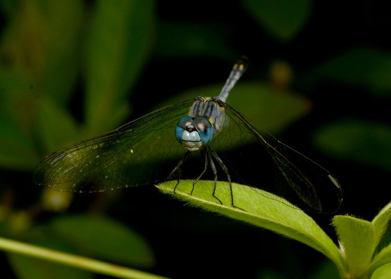 DSC_7105.jpg
