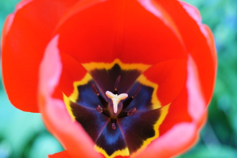 redtulip_5627145679_o.jpg