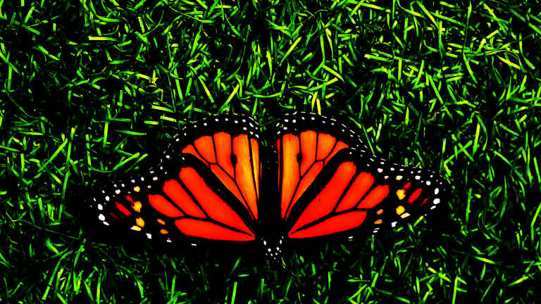butterfly photo art.png