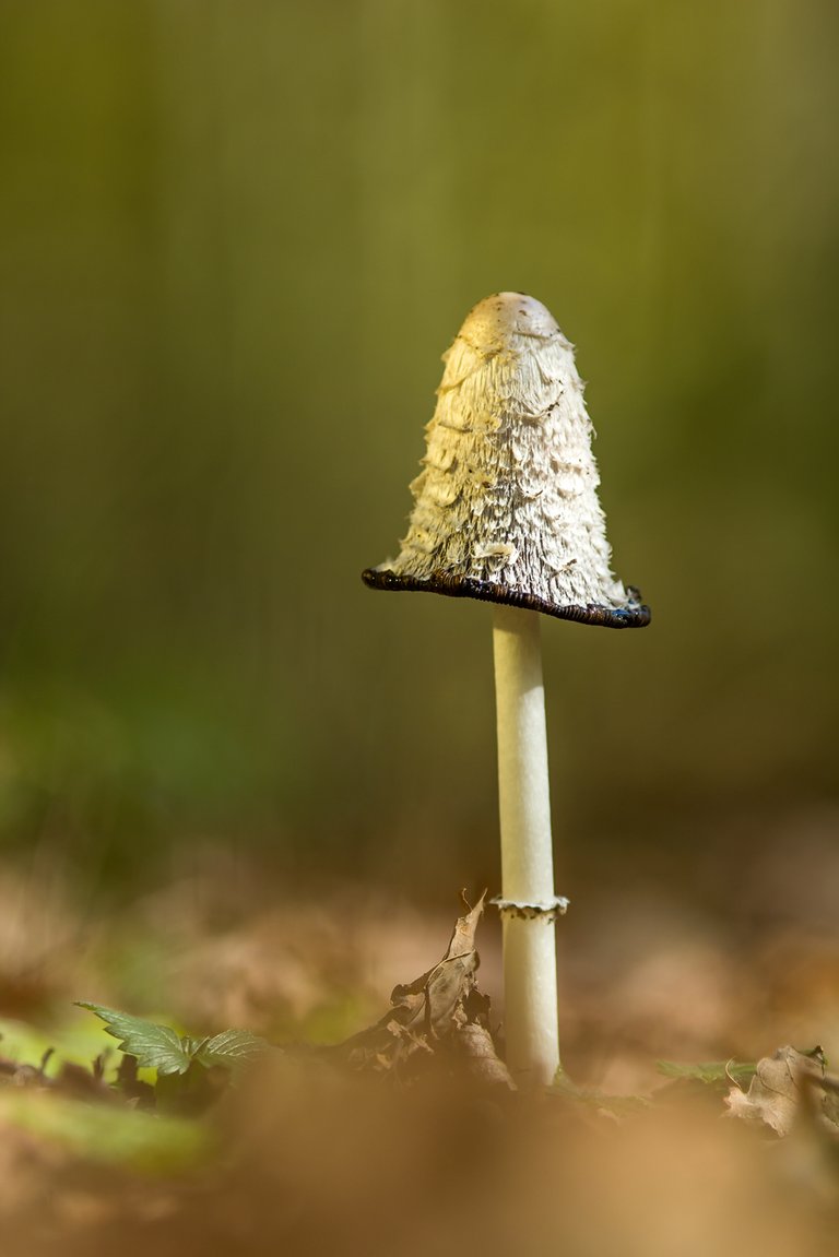 SchopfTintling Coprinus comatus_0883BF.jpg