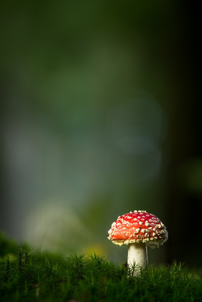 Fliegenpilz Amanita muscaria_9211BF.jpg