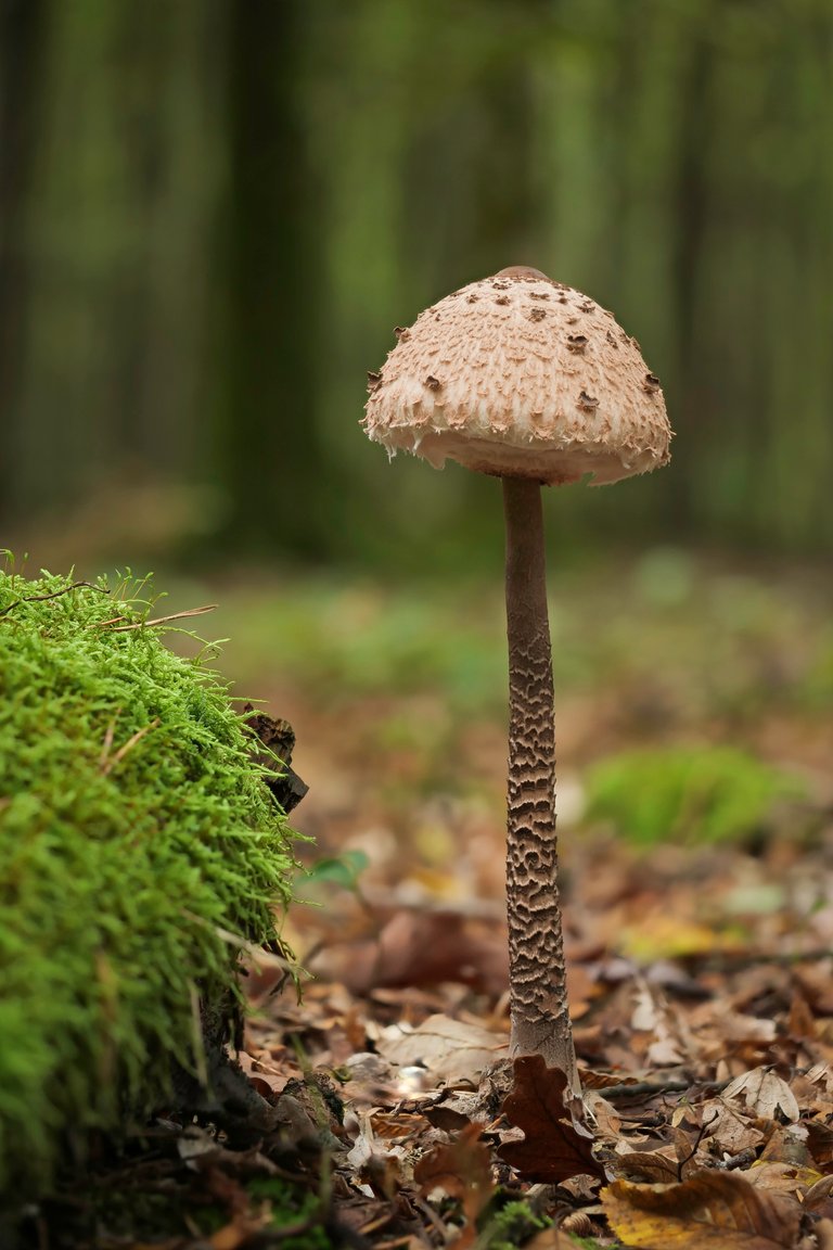 Parasol Macrolepiota procera_P1351315_HF.jpg