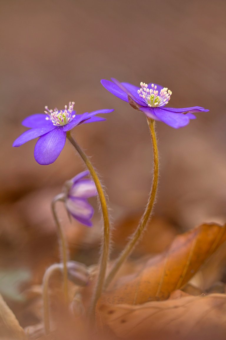 Leberblümchen Hepatica nobilis_9727BF.jpg