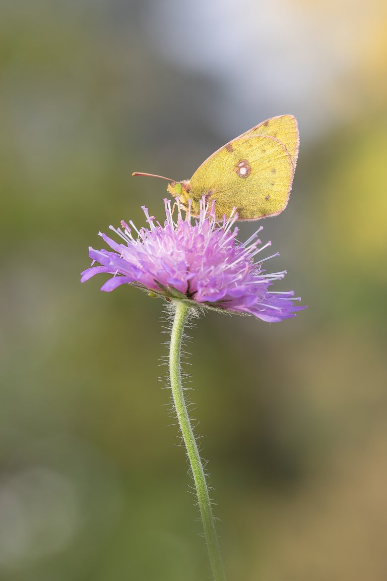 HufeisenkleeGelbling Colias alfacariensis_CI4A5624BF.jpg