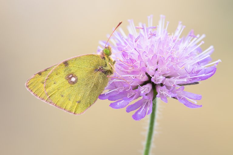 HufeisenkleeGelbling Colias alfacariensis_CI4A5599BF.jpg