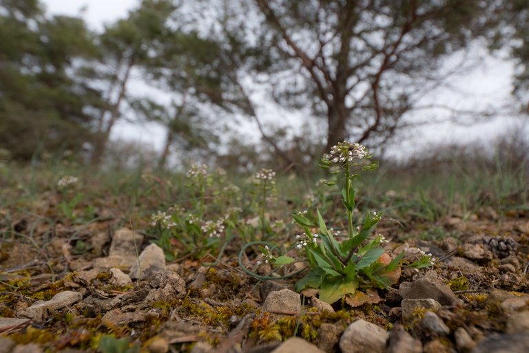 Stängelumfassendes Hellerkraut Microthlaspi perfoliatum_P1485636.jpg